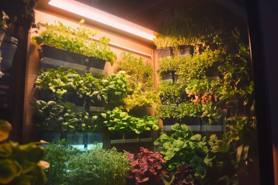 Reviewing the Best Indoor Garden Systems of 2024